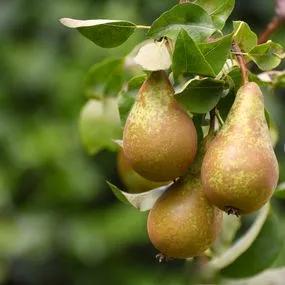 Pear Trees - Conference (Pyrus communis 'Conference') 1